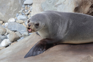 Neuseeländischer Seebär / New Zealand fur seal / Arctocephalus forsteri