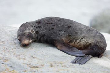 Neuseeländischer Seebär / New Zealand fur seal / Arctocephalus forsteri