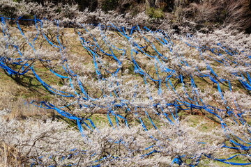 宮崎県美郷町かいごん塔梅園の梅