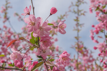 꽃사과나무 서부해당화
