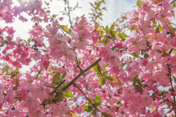 꽃사과나무 서부해당화