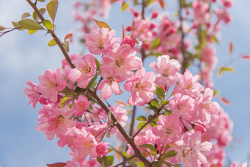 꽃사과나무 서부해당화