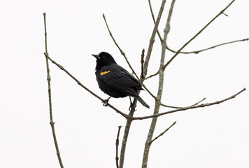 Red-Winged Blackbird (Agelaius phoeniceus) perched on a tree on a an overcast day