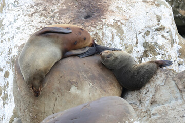 Neuseeländischer Seebär / New Zealand fur seal / Arctocephalus forsteri.