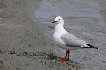 Rotschnabelmöwe / Red-billed gull / Larus scopulinus