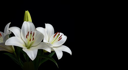 Fototapeta premium Lilies in Shadow: A Dark Bloom AI Generated