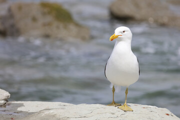 Dominikanermöwe / Southern black-backed gull / Larus dominicanus