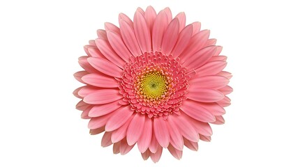Pink Gerbera Daisy: Delicate Bloom AI Generated