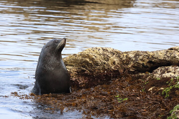 Neuseeländischer Seebär / New Zealand fur seal / Arctocephalus forsteri