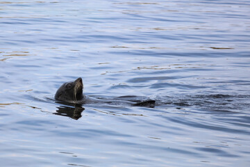 Neuseeländischer Seebär / New Zealand fur seal / Arctocephalus forsteri