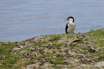 Elsterscharbe / Australian pied cormorant / Phalacrocorax varius
