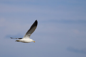 Dominikanermöwe / Southern black-backed gull / Larus dominicanus.