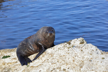 Neuseeländischer Seebär / New Zealand fur seal / Arctocephalus forsteri