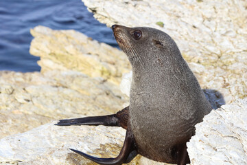 Neuseeländischer Seebär / New Zealand fur seal / Arctocephalus forsteri