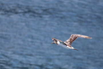 Australischer Tölpel / Australasian gannet / Morus serrator.