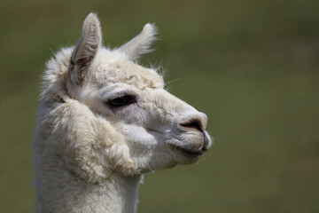 Obraz premium Alpaka / Alpaca / Vikugna pacos