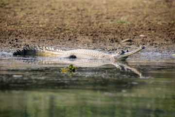 Gharial resting on Rapti river bank of Chitwan National Park, Nepal.
