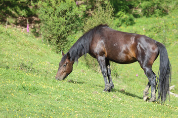 Fototapeta premium Pferd / Horse / Equus caballus