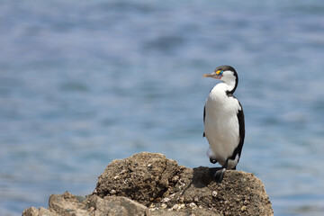 Elsterscharbe / Australian pied cormorant / Phalacrocorax varius