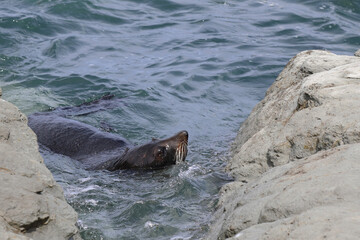 Neuseeländischer Seebär / New Zealand fur seal / Arctocephalus forsteri