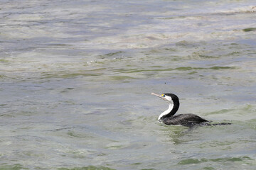 Elsterscharbe / Australian pied cormorant / Phalacrocorax varius