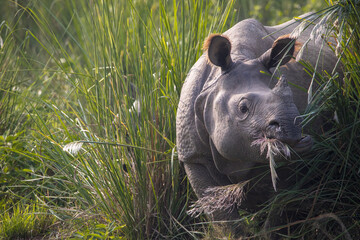 Greater One Horned Rhino in Chitwan National Park, Nepal. © ajaya