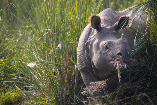 Greater One Horned Rhino in Chitwan National Park, Nepal.