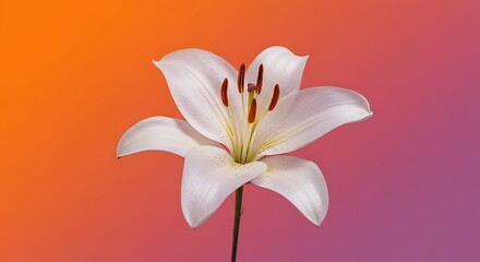 Fototapeta premium Sunrise Lily: Digital Bloom AI Generated