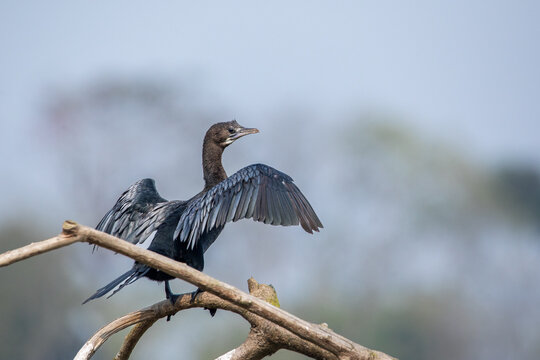 Little Cormorant flap the wings to dry the feathers in bank of Rapti river in Kasara, Chitwan.