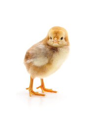 Obraz premium Baby yellow chicken.