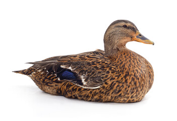 One large wild duck.