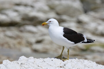 Dominikanermöwe / Southern black-backed gull / Larus dominicanus