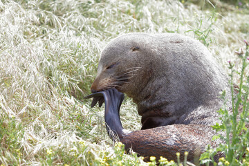Neuseeländischer Seebär / New Zealand fur seal / Arctocephalus forsteri