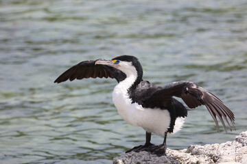 Elsterscharbe / Australian pied cormorant / Phalacrocorax varius