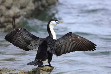 Elsterscharbe / Australian pied cormorant / Phalacrocorax varius