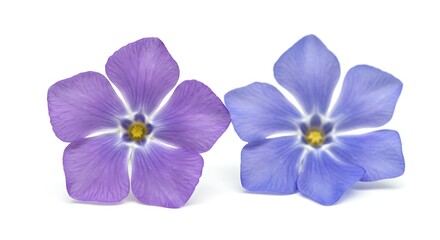 Obraz premium Periwinkle Duet: A Study in Purple and Blue AI Generated