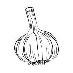 Garlic Bulb Illustration - Black & White