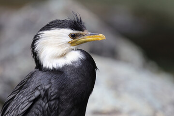 Australische Zwergscharbe oder Kräuselscharbe / Little pied cormorant or Little shag / Microcarbo...