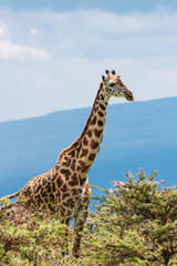 Tall single Giraffe at Ngorongoro conservation area in Tanzania.