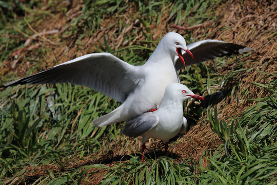 Rotschnabelm&ouml;we / Red-billed gull / Larus scopulinus.