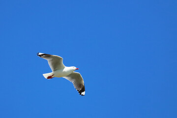 Rotschnabelmöwe / Red-billed gull / Larus scopulinus.