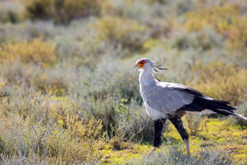 Exotic Secretary bird in the grass lands at Serengeti National park, Tanzania.
