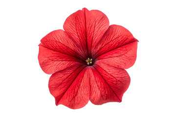 Obraz premium red hibiscus flower isolated on transparent png background