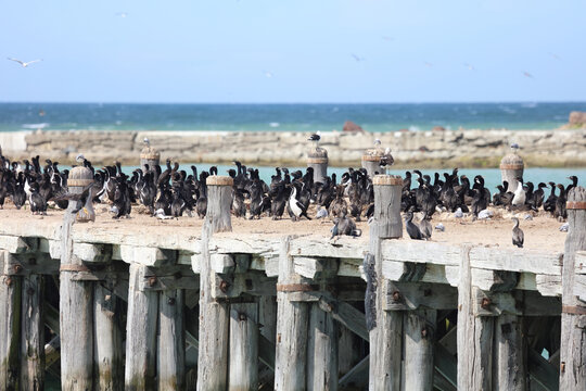 T&uuml;pfelscharbe / Spotted shag / Phalacrocorax punctatus