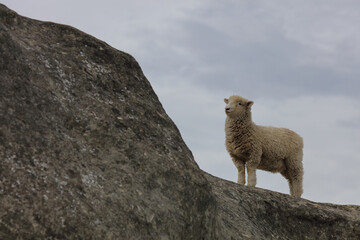 Romneyschaf / Romney sheep / Ovis.