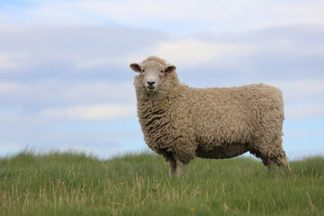 Romneyschaf / Romney sheep / Ovis