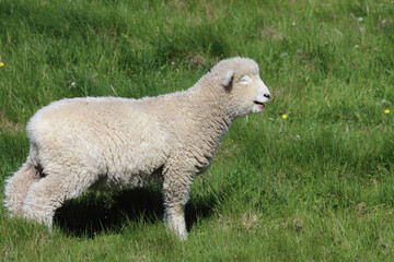 Romneyschaf / Romney sheep / Ovis.