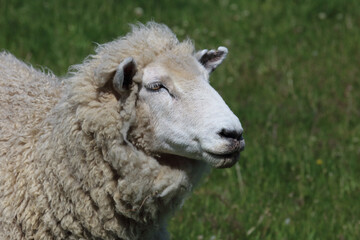 Romneyschaf / Romney sheep / Ovis