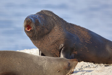 Neuseeländischer Seebär / New Zealand fur seal / Arctocephalus forsteri...
