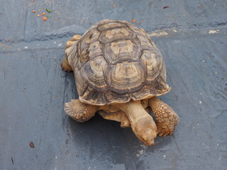 Tortoise